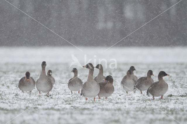 Rietgans (Anser fabalis)