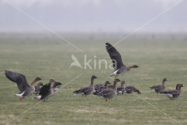 Rietgans (Anser fabalis)