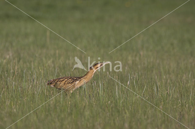 Roerdomp (Botaurus stellaris)