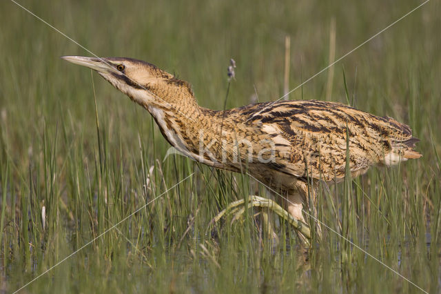 Roerdomp (Botaurus stellaris)