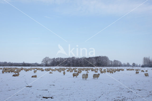 Schaap (Ovis domesticus)