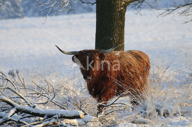 Highland Cow (Bos domesticus)