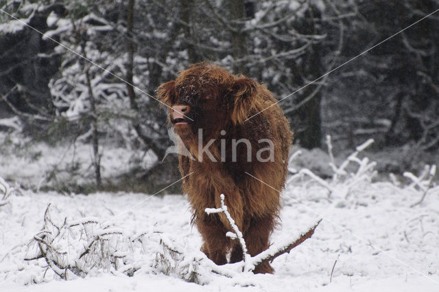 Schotse Hooglander