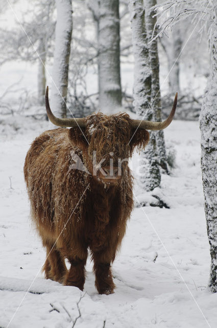 Schotse Hooglander