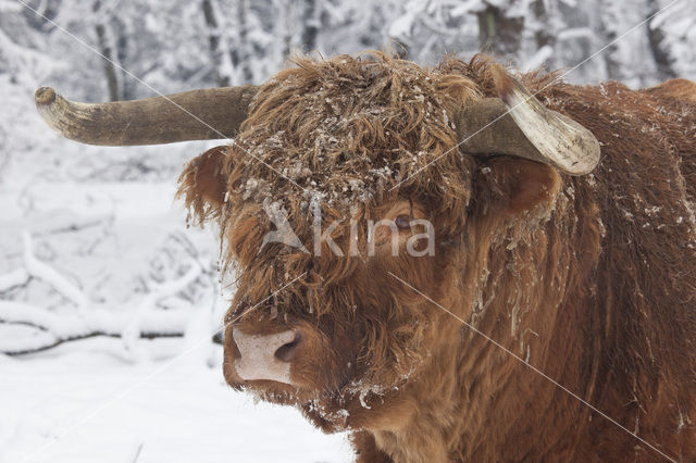 Schotse Hooglander