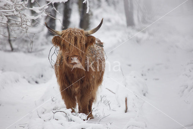 Schotse Hooglander