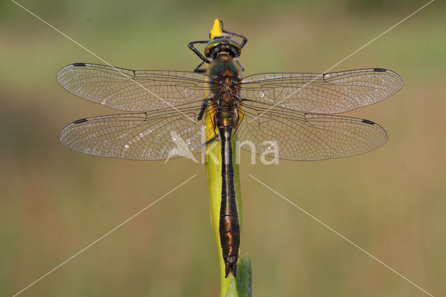 Smaragdlibel (Cordulia aenea)