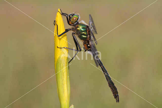 Smaragdlibel (Cordulia aenea)