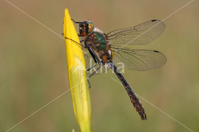 Smaragdlibel (Cordulia aenea)