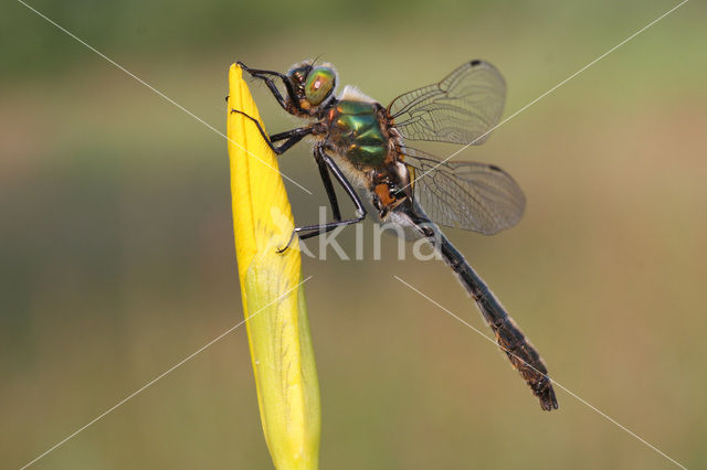 Smaragdlibel (Cordulia aenea)