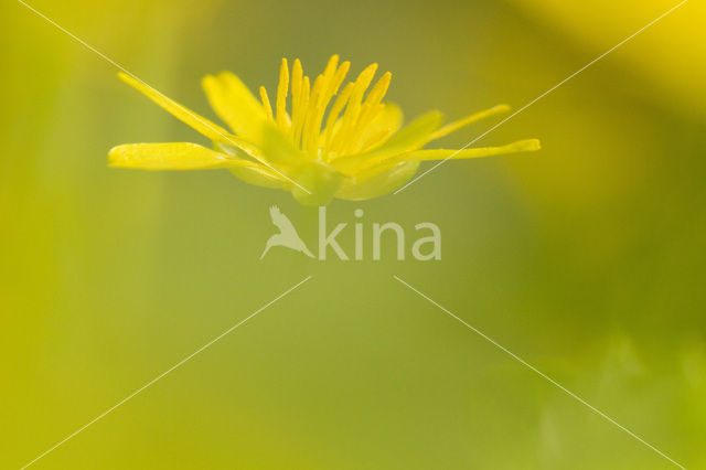 Speenkruid (Ranunculus ficaria)