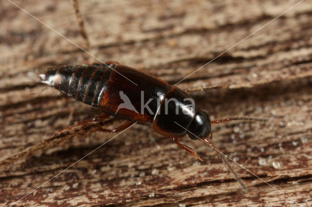 Tachinus marginellus