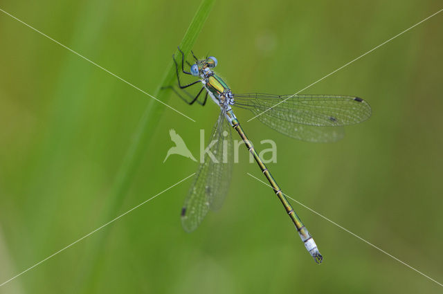 Tangpantserjuffer (Lestes dryas)