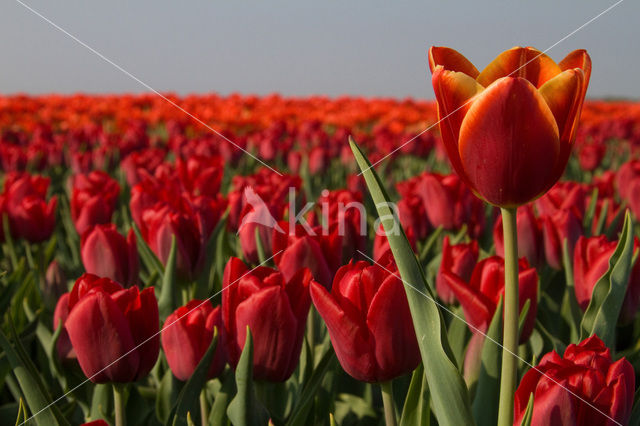 Tulp (Tulipa)