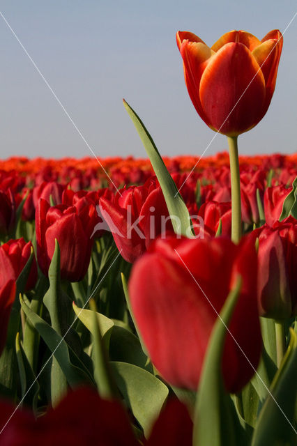 Tulp (Tulipa)