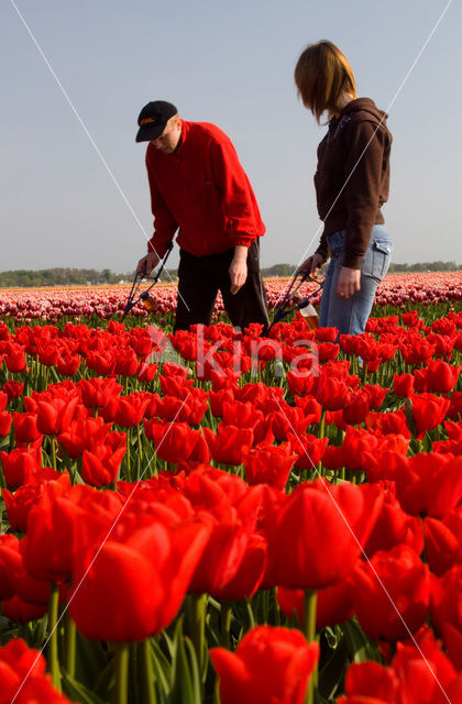 Tulp (Tulipa)