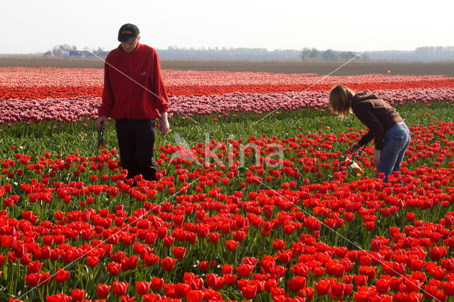 Tulp (Tulipa)