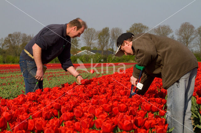 Tulp (Tulipa)