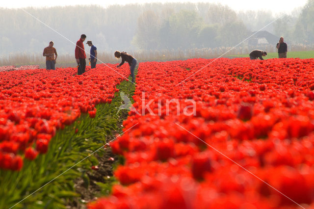 Tulp (Tulipa)