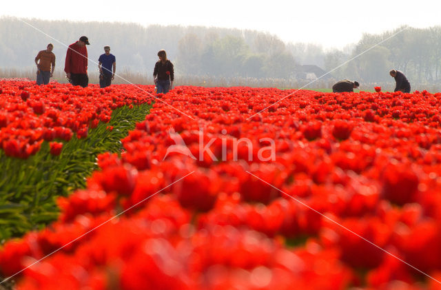 Tulp (Tulipa)