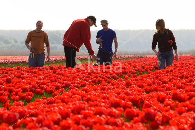 Tulp (Tulipa)