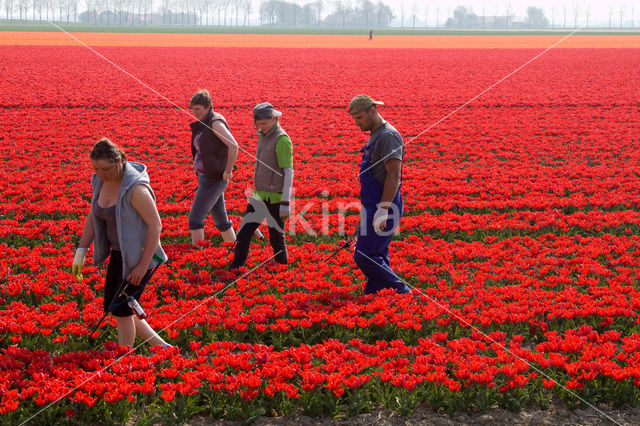 Tulp (Tulipa)