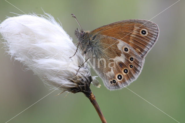 Large Heath (Coenonympha tullia)