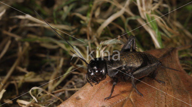 Veldkrekel (Gryllus campestris)