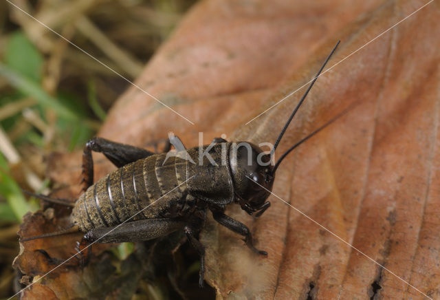 Veldkrekel (Gryllus campestris)