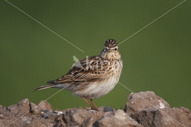 Veldleeuwerik (Alauda arvensis)