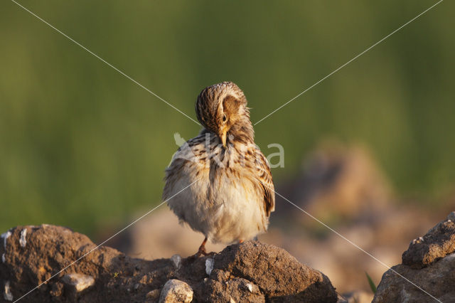 Veldleeuwerik (Alauda arvensis)