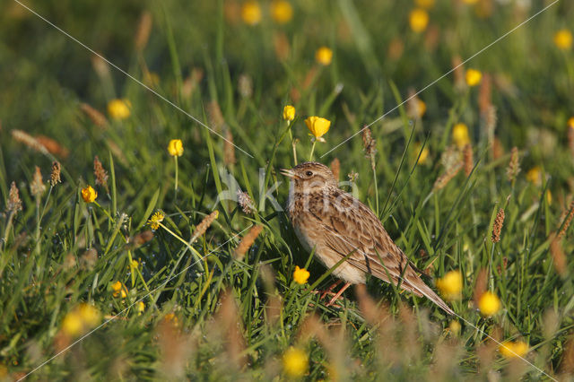 Veldleeuwerik (Alauda arvensis)