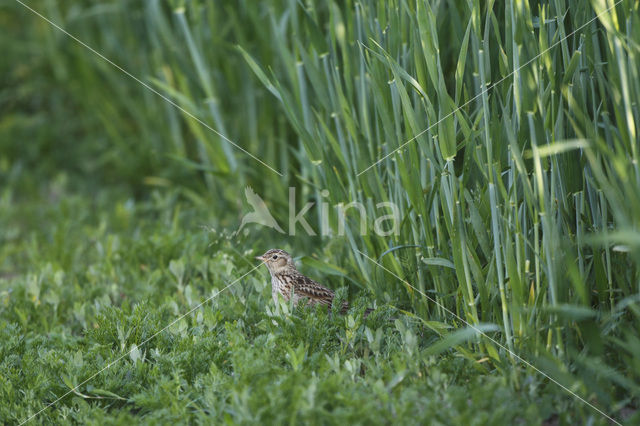 Veldleeuwerik (Alauda arvensis)