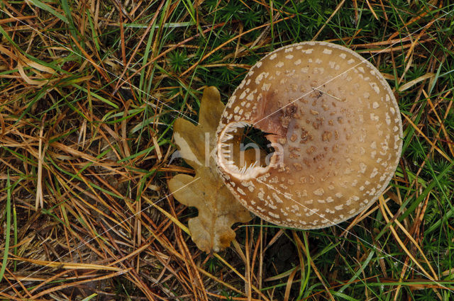 Vliegenzwam (Amanita muscaria)