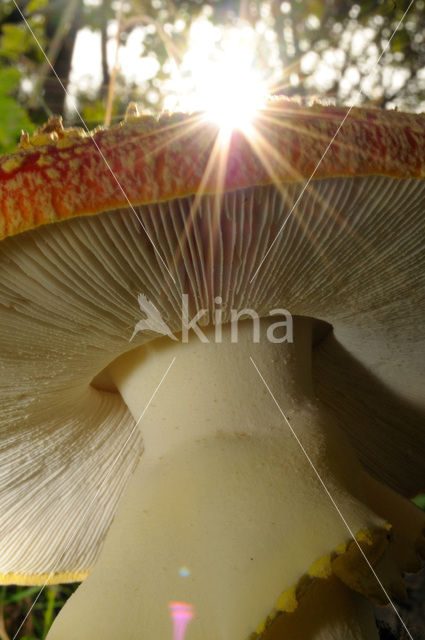 Vliegenzwam (Amanita muscaria)