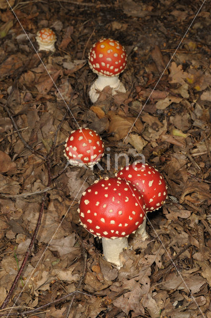 Vliegenzwam (Amanita muscaria)