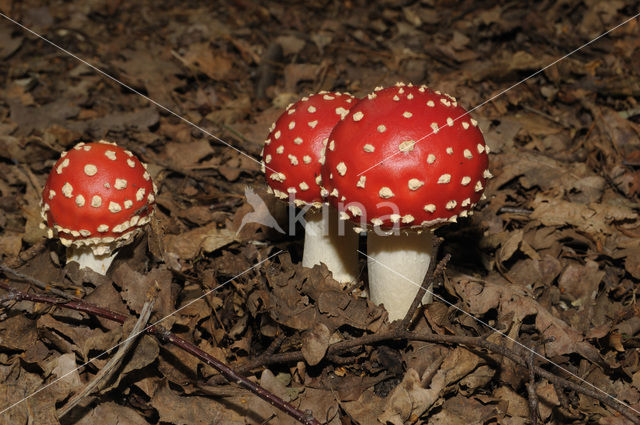 Vliegenzwam (Amanita muscaria)