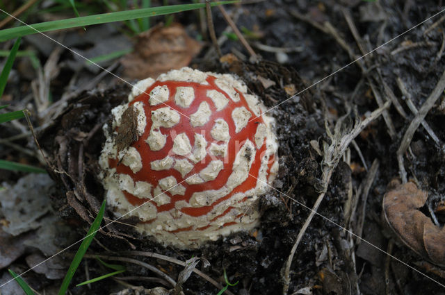 Vliegenzwam (Amanita muscaria)