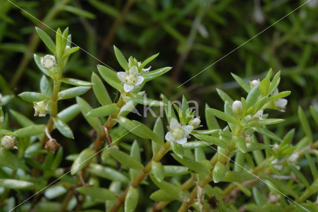 Watercrassula (Crassula helmsii)