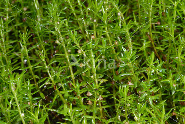 Watercrassula (Crassula helmsii)