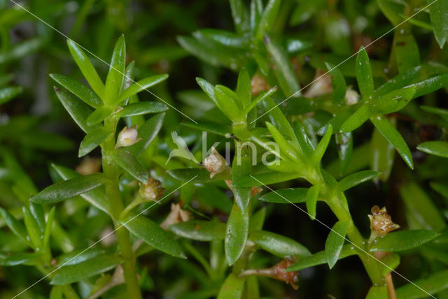 Watercrassula (Crassula helmsii)