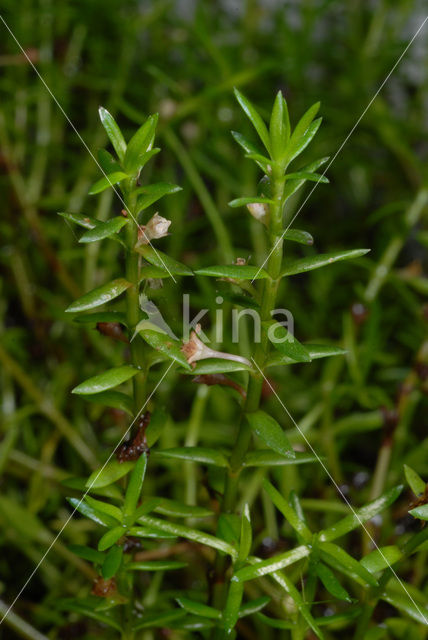 Watercrassula (Crassula helmsii)