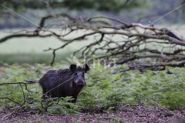 Wild zwijn