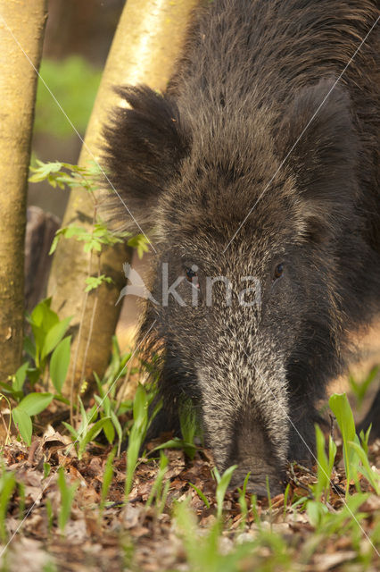 Wild Boar (Sus scrofa)