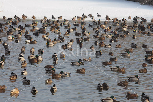 Wilde Eend (Anas platyrhynchos)