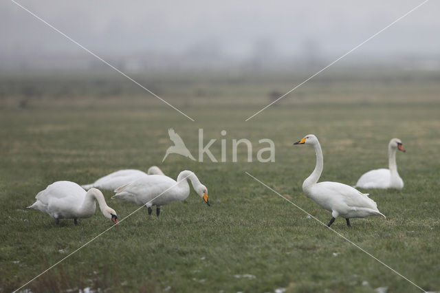 Wilde Zwaan (Cygnus cygnus)