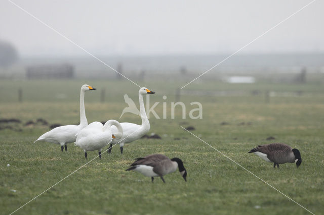 Wilde Zwaan (Cygnus cygnus)