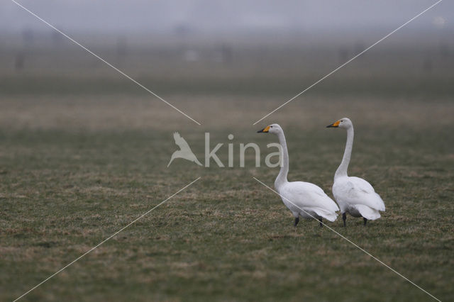 Wilde Zwaan (Cygnus cygnus)