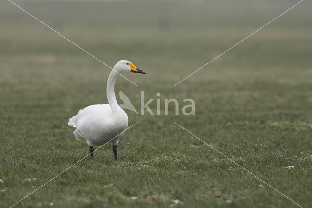 Wilde Zwaan (Cygnus cygnus)