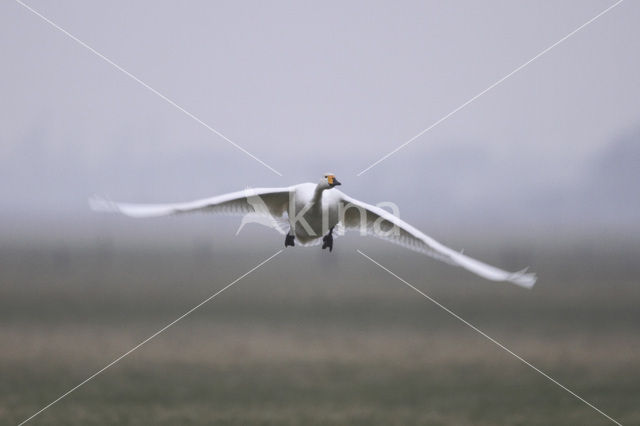 Wilde Zwaan (Cygnus cygnus)